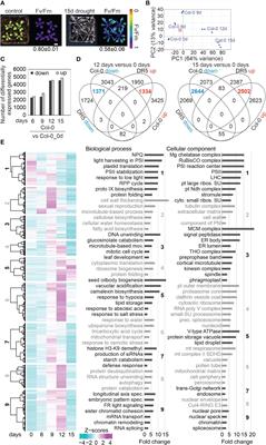 Response of the organellar and nuclear (post)transcriptomes of Arabidopsis to drought